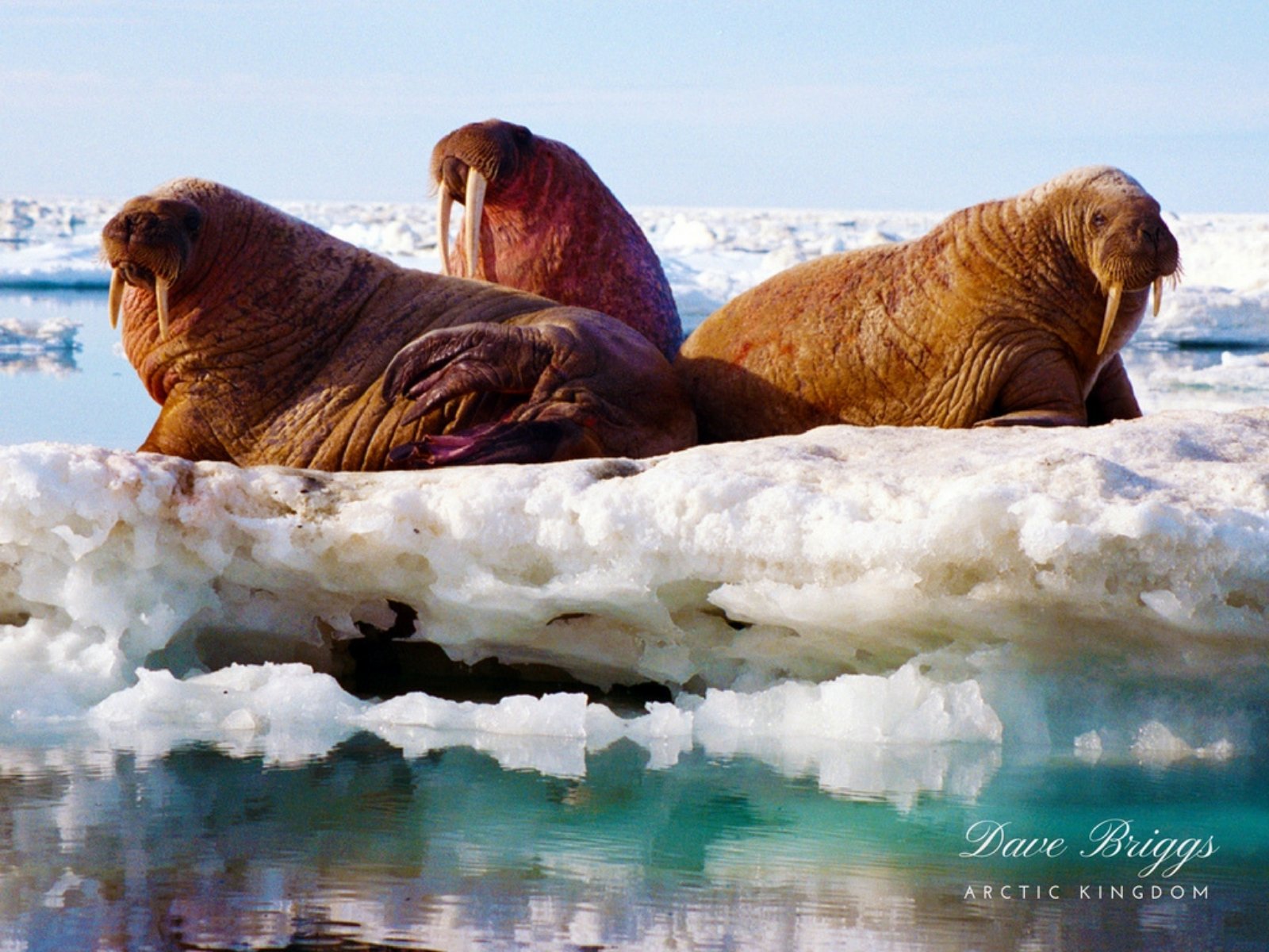 Белый медведь морж и тюлень природная зона. Морж в Арктике. Северный полюс морж. Морж арктической пустыни. Морж в арктической пустыне.